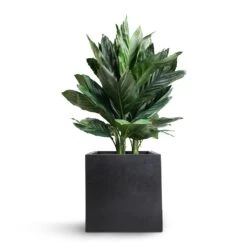 Fleur Natural Planter - Black -Garden Potted Plant Shop Chamaedorea metallica Metallic Palm 21x70cm Fleur Natural Planter Black 25x25x25cm