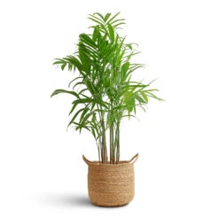 Chamaedorea Seifrizii - Bamboo Palm -Garden Potted Plant Shop Chamaedorea seifrizii Bamboo Palm 21x100cm Nelis Plant Basket Natural 28x27cm 08c48529 b4f6 47a0 b412 9d31ad5766e3
