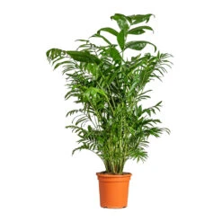 Chamaedorea Seifrizii - Bamboo Palm -Garden Potted Plant Shop Chamaedorea seifrizii Bamboo Palm 21x80cm