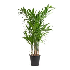 Chamaedorea Seifrizii - Bamboo Palm -Garden Potted Plant Shop Chamaedorea seifrizii Bamboo Palm 21x80cm 5547