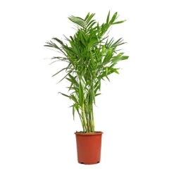 Chamaedorea Seifrizii - Bamboo Palm -Garden Potted Plant Shop Chamaedorea seifrizii Bamboo Palm 27x140cm 5552