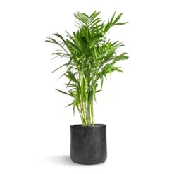 Chamaedorea Seifrizii - Bamboo Palm -Garden Potted Plant Shop Chamaedorea seifrizii Bamboo Palm 27x140cm Raindrop Round Planter Anthracite 34x32cm 5555 2ae185f6 7e54 4f32 a9fe 61491abd3259
