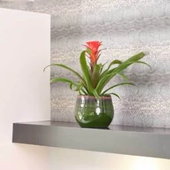 Charlotte Plant Pot - Green 38 Charlotte Plant Pot - Green -Garden Potted Plant Shop Charlotte Plant Pot Green Houseplant