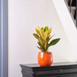 Garden Potted Plant Shop -Garden Potted Plant Shop Charlotte Plant Pot Orange Houseplant