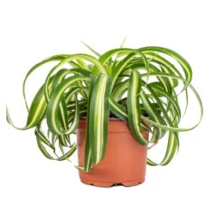 Chlorophytum Bonnie - Curly Spider Plant -Garden Potted Plant Shop Chlorophytum Bonnie Curly Spider Plant 12x25cm 2