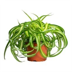 Chlorophytum Bonnie - Curly Spider Plant -Garden Potted Plant Shop Chlorophytum Bonnie Curly Spider Plant 12x25cm