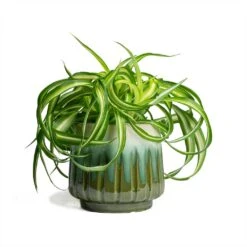 Chlorophytum Bonnie - Curly Spider Plant -Garden Potted Plant Shop Chlorophytum Bonnie Curly Spider Plant 12x25cm Alice Plant Pot Ocean 15x14cm