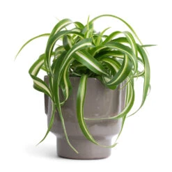 Chlorophytum Bonnie - Curly Spider Plant -Garden Potted Plant Shop Chlorophytum Bonnie Curly Spider Plant 12x25cm Aries Handles Plant Pot Charcoal 14x15cm 342136f2 ed6c 4efd 8f6c c55d02a5d88e