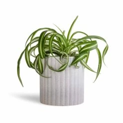Azalea Ribbed Plant Pot - Speckled Grey Stone -Garden Potted Plant Shop Chlorophytum Bonnie Curly Spider Plant 12x25cm Azalea Ribbed Plant Pot Speckled Grey Stone 15x15cm
