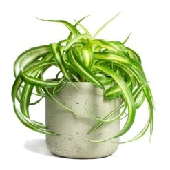 Chlorophytum Bonnie - Curly Spider Plant -Garden Potted Plant Shop Chlorophytum Bonnie Curly Spider Plant 12x25cm Charlie Plant Pot Grey Washed 15x15cm