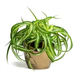 Chlorophytum Bonnie - Curly Spider Plant -Garden Potted Plant Shop Chlorophytum Bonnie Curly Spider Plant 12x25cm Sven Plant Pot Gold 15x12cm