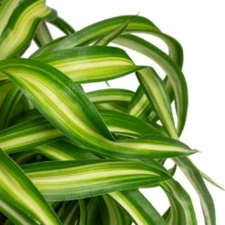 Chlorophytum Bonnie - Curly Spider Plant -Garden Potted Plant Shop Chlorophytum Bonnie Curly Spider Plant 12x25cm close up