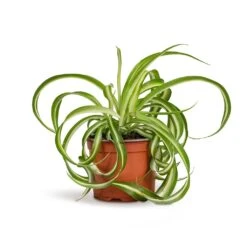 Chlorophytum Bonnie - Curly Spider Plant -Garden Potted Plant Shop Chlorophytum Bonnie Curly Spider Plant 12x25cm 515a39d4 9d1f 44ed bee0 bc89328bd39b