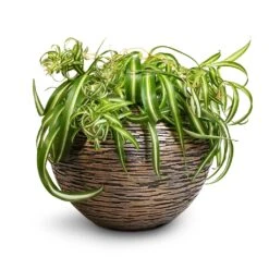 Chlorophytum Bonnie - Curly Spider Plant -Garden Potted Plant Shop Chlorophytum Bonnie Curly Spider Plant 20x50cm Luxe Lite Wrinkle Globe Planter Bronze 33x24cm de60ac13 a610 4356 99ba 5cdb2f9f7222