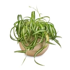 Ryan Plant Pot - Sand Gold -Garden Potted Plant Shop Chlorophytum Bonnie Curly Spider Plant 20x50cm Ryan Plant Pot Sand Gold 26x26cm