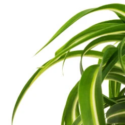 Chlorophytum Bonnie - Curly Spider Plant -Garden Potted Plant Shop Chlorophytum Bonnie Curly Spider Plant DETAIL 2