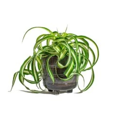 Chlorophytum Bonnie - Curly Spider Plant -Garden Potted Plant Shop Chlorophytum Bonnie Curly Spider Plant Denise Plant Pot Blue Bronze