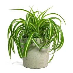 Chlorophytum Bonnie - Curly Spider Plant -Garden Potted Plant Shop Chlorophytum Bonnie Curly Spider Plant Mini Bucket Plant Pot Grey Washed 44eb0987 37e1 43bb 8493 fcf4ddb826e4