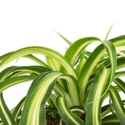 Chlorophytum Bonnie - Curly Spider Plant -Garden Potted Plant Shop Chlorophytum Bonnie Curly Spider Plant SWATCH 330a72e9 cff4 4436 93a2 50f10d1b4e97