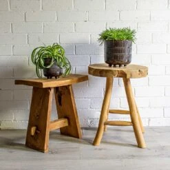 Chlorophytum Bonnie - Curly Spider Plant -Garden Potted Plant Shop Chlorophytum Bonnie Curly Spider Plant Senecio Himalaya Himalaya Groundsel Denise Plant Pot Blue Bronze 9820570b 671f 4573 872a fe253f0dd6da