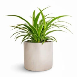 Lazzaro Plant Pot - Linen Effect -Garden Potted Plant Shop Chlorophytum Ocean Spider Plant 12x20cm Lazzaro Plant Pot Linen Effect 15x13cm 444a47c3 7fc6 40a9 a9f5 67169397bd66