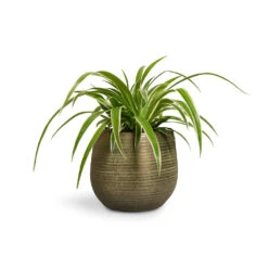 Lydia Plant Pot - Shiny Green 35 Lydia Plant Pot - Shiny Green -Garden Potted Plant Shop Chlorophytum Ocean Spider Plant 12x20cm Lydia Plant Pot Shiny Green 15x13cm