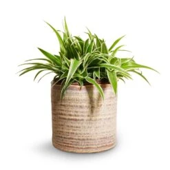 Hera Plant Pot - Ivory 16 Hera Plant Pot - Ivory -Garden Potted Plant Shop Chlorophytum Ocean Spider Plant 15x25cm Hera Plant Pot Ivory 17x16cm