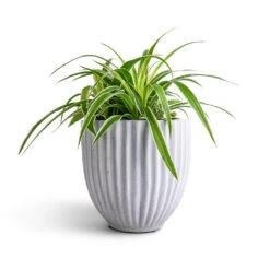 Lagos Plant Pot - Cement -Garden Potted Plant Shop Chlorophytum Ocean Spider Plant 15x25cm Lagos Plant Pot Cement 20x20cm b2ab8656 f46f 42a0 8d23 d5b8fcec2c4c