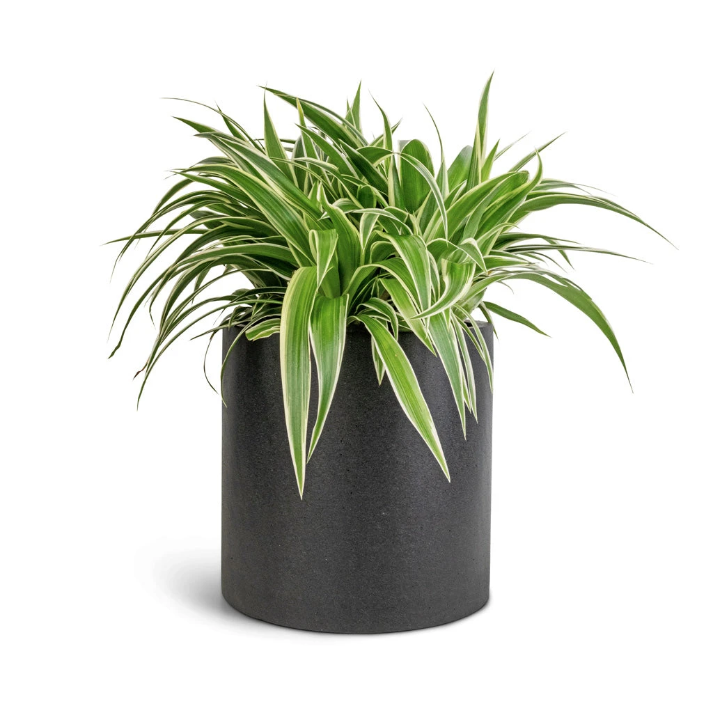 Puk Natural Planter - Matt Black 2 Puk Natural Planter - Matt Black - Image 2