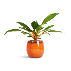 Charlotte Plant Pot - Orange -Garden Potted Plant Shop Chlorophytum orchidastrum Green Orange 12x40cm Charlotte Plant Pot Orange 19x16cm 2600c6c4 a7f5 406a 878e 86c867f424c5