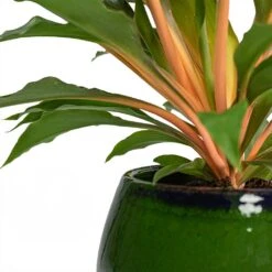 Charlotte Plant Pot - Green 26 Charlotte Plant Pot - Green -Garden Potted Plant Shop Chlorophytum orchidastrum Green Orange Charlotte Plant Pot Green Close Up b4dec2a6 a684 4c30 a3d3 5399f22897aa