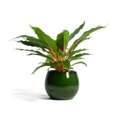 Charlotte Plant Pot - Green 25 Charlotte Plant Pot - Green -Garden Potted Plant Shop Chlorophytum orchidastrum Green Orange Charlotte Plant Pot Green f13d40ff 6a85 4acc 856f af6e20ea8cad