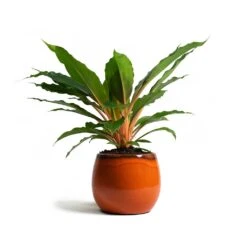 Charlotte Plant Pot - Orange -Garden Potted Plant Shop Chlorophytum orchidastrum Green Orange Charlotte Plant Pot Orange 7a9d721d 7a90 4a85 a1c8 1fe80b3b5a22