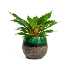 Lindy Plant Pot - Black Green -Garden Potted Plant Shop Chlorophytum orchidastrum Green Orange Lindy Plant Pot Black Green