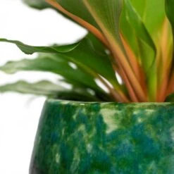 Lindy Plant Pot - Black Green -Garden Potted Plant Shop Chlorophytum orchidastrum Green Orange Lindy Plant Pot Black Green Close Up
