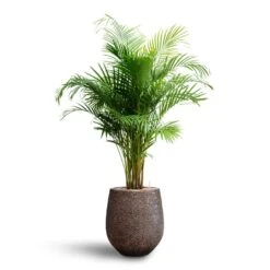 Opus Hit Darcy Planter - Gold -Garden Potted Plant Shop Chrysalidocarpus Areca Palm Hydroculture Opus Hit Darcy Planter Gold ff4a3634 739e 4316 8fb6 f3f2c3137a40