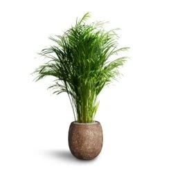 Polystone Coated Plain Balloon Planter - Rock -Garden Potted Plant Shop Chrysalidocarpus Areca Palm Hydroculture Polystone Coated Plain Balloon Planter Rock 70e78fc5 64ed 42a6 b893 ea285b2a03b7