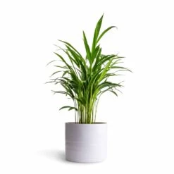 Hadleigh Plant Pot - White 18 Hadleigh Plant Pot - White -Garden Potted Plant Shop Chrysalidocarpus lutescens Areca Palm 14x50cmHadleigh Plant Pot White 20x17.5cm
