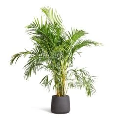Patt Plant Pot - Black Washed -Garden Potted Plant Shop Chrysalidocarpus lutescens Areca Palm 21x100cm Patt Plant Pot Black Washed 34x29cm 473316f8 534d 4077 861b 42ebf12dda0e