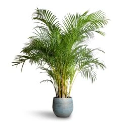Ryan Plant Pot - Blue Gold -Garden Potted Plant Shop Chrysalidocarpus lutescens Areca Palm 27x150cm Ryan Plant Pot Blue Gold 36x32cm 07618cfa abd0 4915 ad0e 2f379da84877