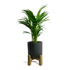 Charlie Plant Pot - Low Stand - Black Washed -Garden Potted Plant Shop Chrysalidocarpus lutescens Areca Palm Charlie Plant Pot Low Stand Black Washed