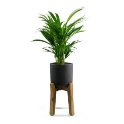 Charlie Plant Pot - Tall Stand - Black Washed -Garden Potted Plant Shop Chrysalidocarpus lutescens Areca Palm Charlie Plant Pot Tall Stand Black Washed