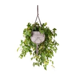Cissus Rhombifolia Ellen Dancia - Grape Ivy -Garden Potted Plant Shop Cissus rhombifolia Ellen Dancia Grape Ivy 17x40cm Hans Hanging Plant Pot Laterite Grey 22x19cm