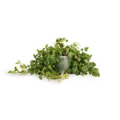 Cissus Rhombifolia Ellen Dancia - Grape Ivy -Garden Potted Plant Shop Cissus rhombifolia Ellen Dancia Grape Ivy 17x40cm Kaat Plant Pot Green 20x20cm