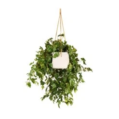 Cissus Rhombifolia Ellen Dancia - Grape Ivy -Garden Potted Plant Shop Cissus rhombifolia Ellen Dancia Grape Ivy 17x40cm Patt Hanging Plant Pot Grey Washed 20x17cm
