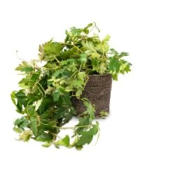 Cissus Rhombifolia Ellen Dancia - Grape Ivy -Garden Potted Plant Shop Cissus rhombifolia Ellen Dancia Grape Ivy 17x40cm Selin Plant Basket Black Weave 22x19cm