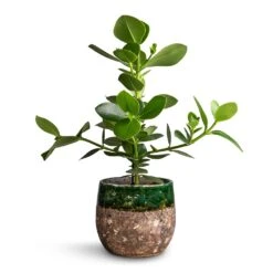 Lindy Plant Pot - Black Green -Garden Potted Plant Shop Clusia rosea Princess Autograph Tree 17x55cm Lindy Plant Pot Black Green 23x20cm a8ac1a7b 3736 473e bdab 0f23f4298ae1