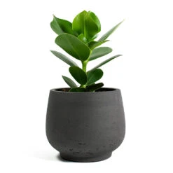 Mini Pixie Plant Pot - Black Washed -Garden Potted Plant Shop Clusia rosea Princess Autograph Tree Mini Pixie Plant Pot Black Washed