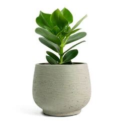 Mini Pixie Plant Pot - Grey Washed -Garden Potted Plant Shop Clusia rosea Princess Autograph Tree Mini Pixie Plant Pot Grey Washed