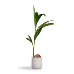Angle Cylinder Plant Pot - White -Garden Potted Plant Shop Cocos nucifera Coconut Palm Tree 19x120cm Angle Cylinder Plant Pot White 24x24cm